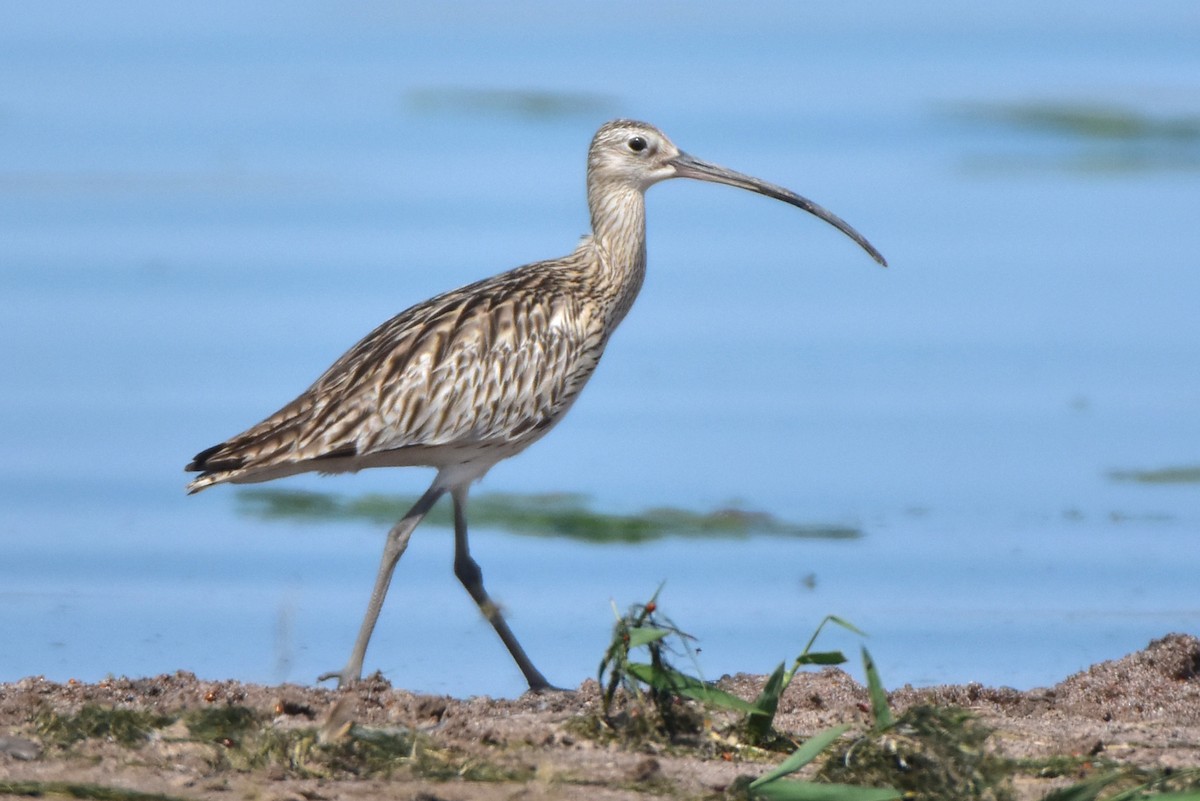 Eurasian Curlew - ML620130848