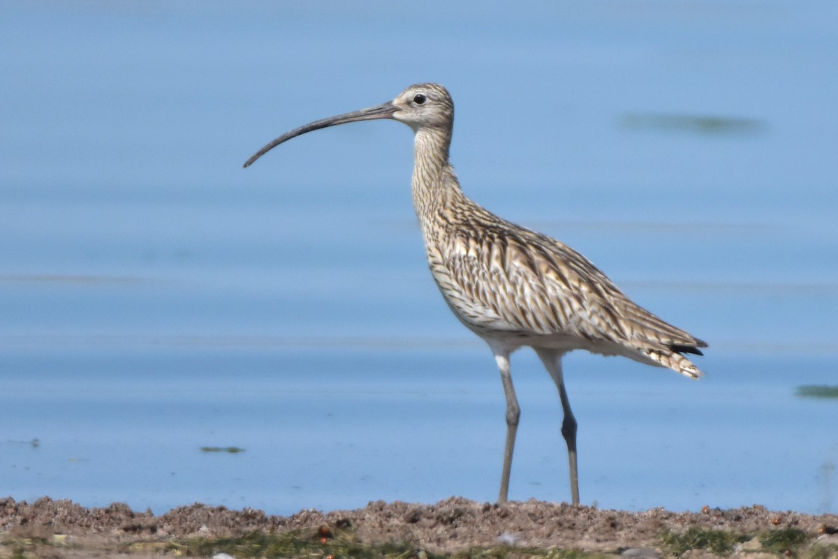 Eurasian Curlew - ML620130849