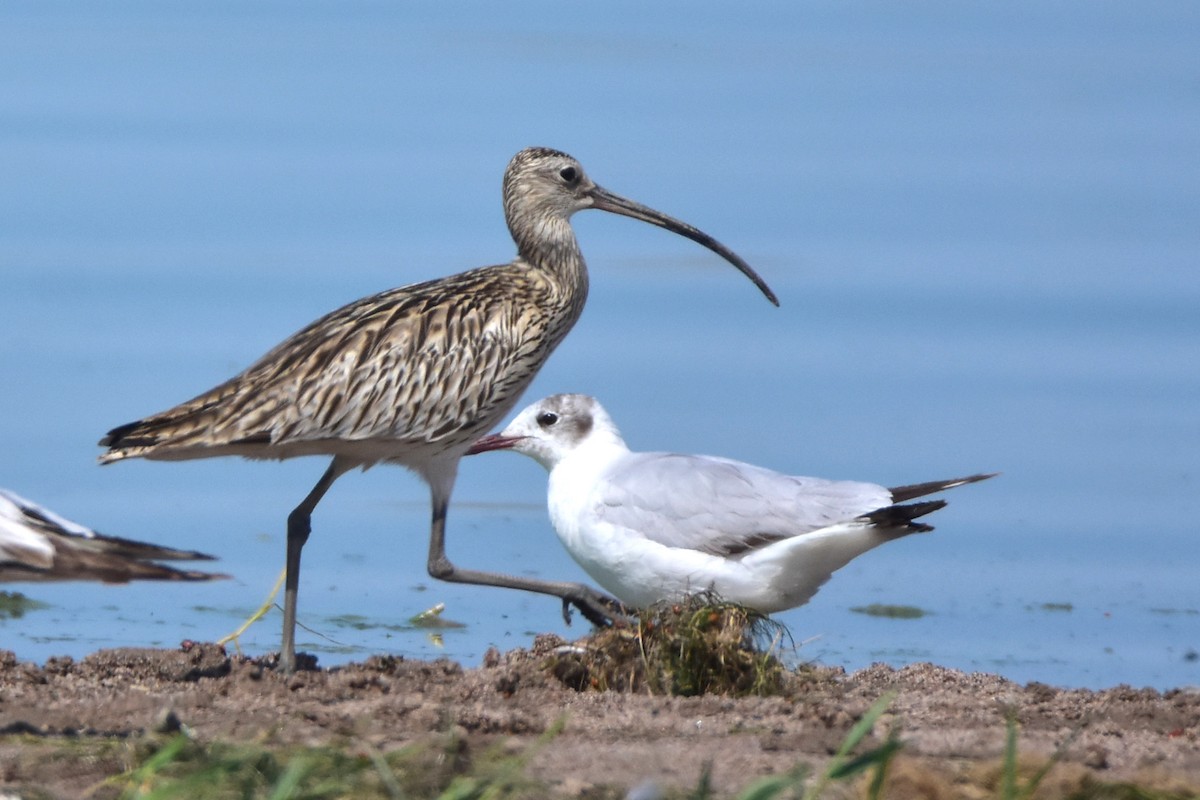 Eurasian Curlew - ML620130850