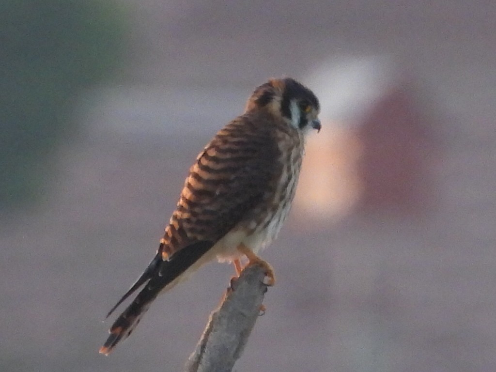 American Kestrel - ML620130863