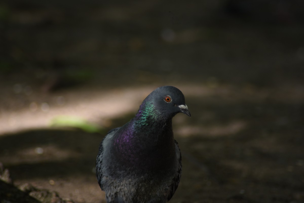 Rock Pigeon (Feral Pigeon) - ML620130866