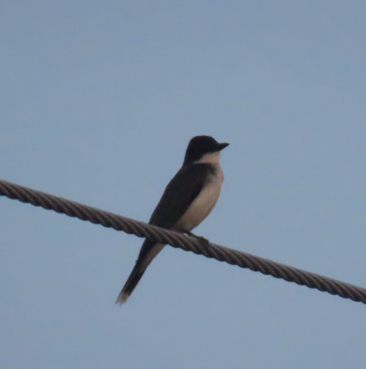 Eastern Kingbird - ML620130886