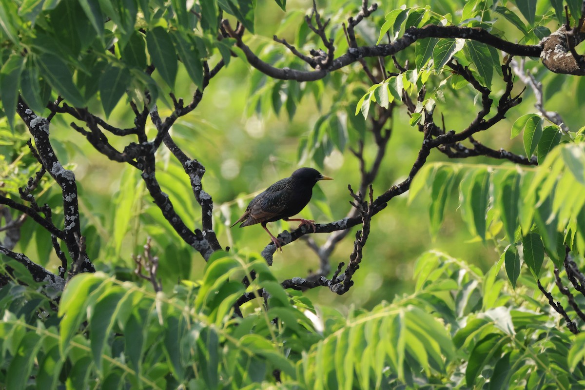 European Starling - ML620130889