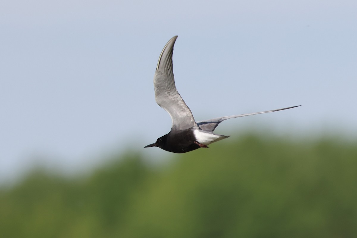 Black Tern - ML620130905