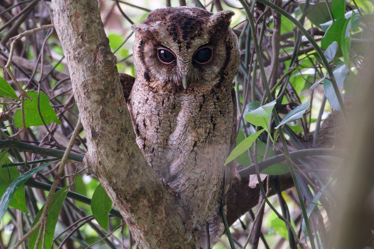 Collared Scops-Owl - ML620130916