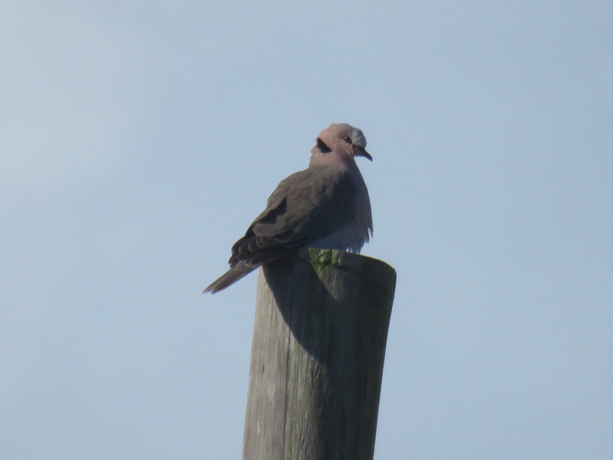 Red-eyed Dove - ML620130917