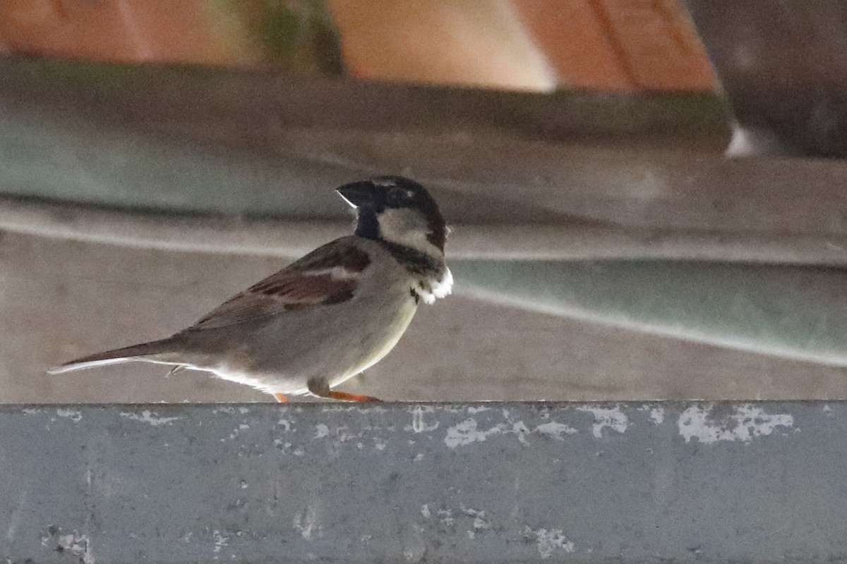 House Sparrow - ML620130918
