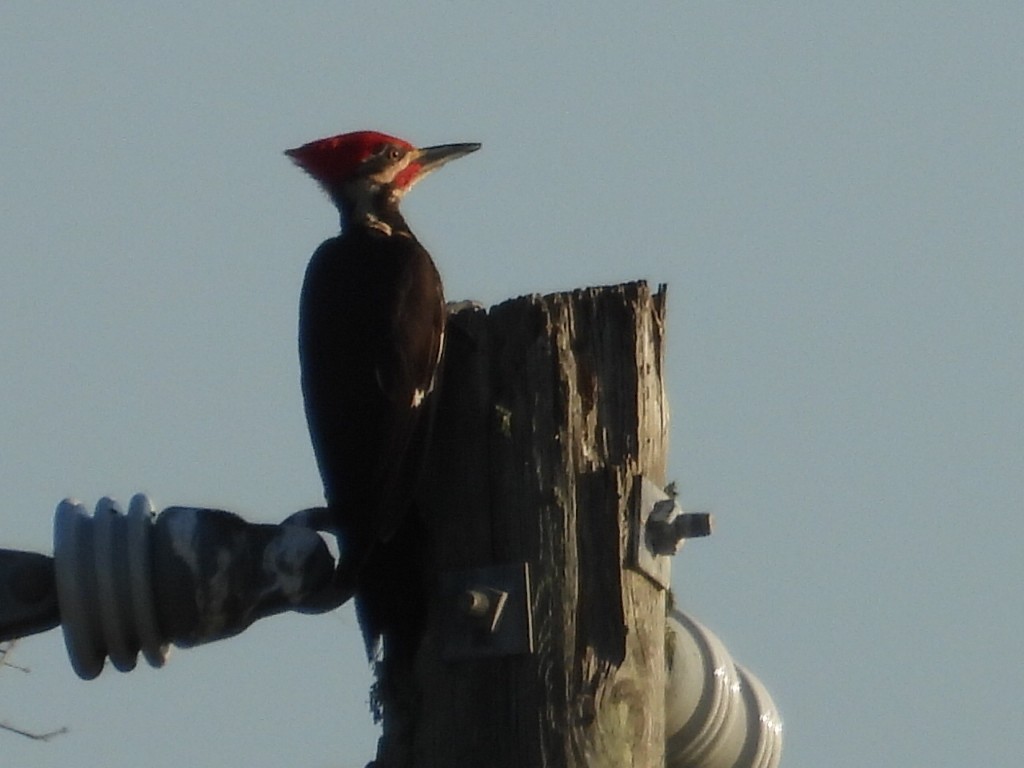 Pileated Woodpecker - ML620130919