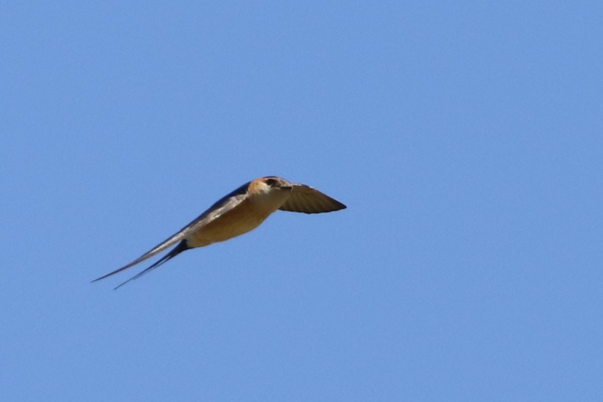 Red-rumped Swallow - ML620130921