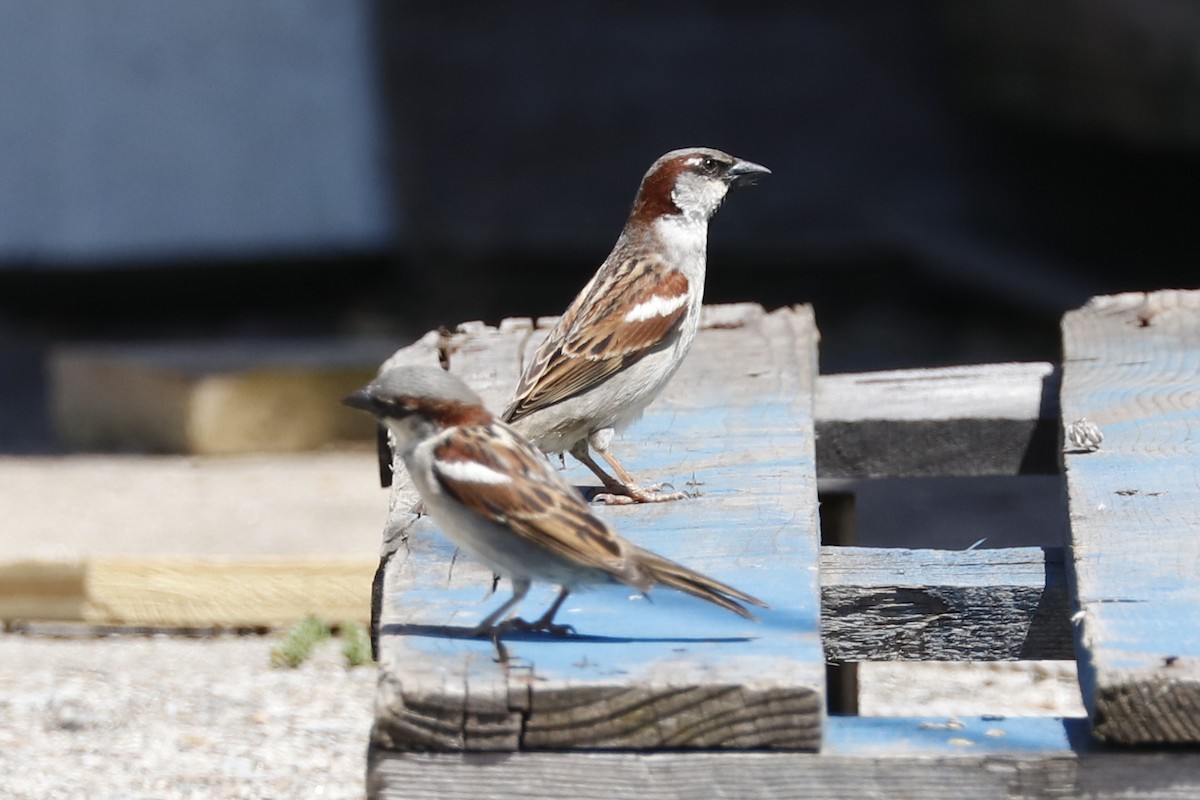 House Sparrow - ML620130924
