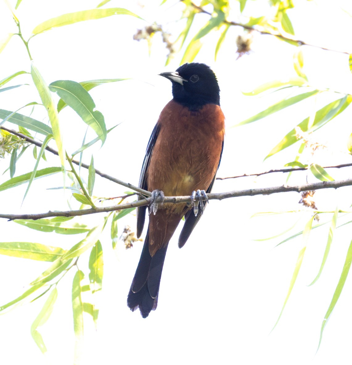 Orchard Oriole - ML620130936