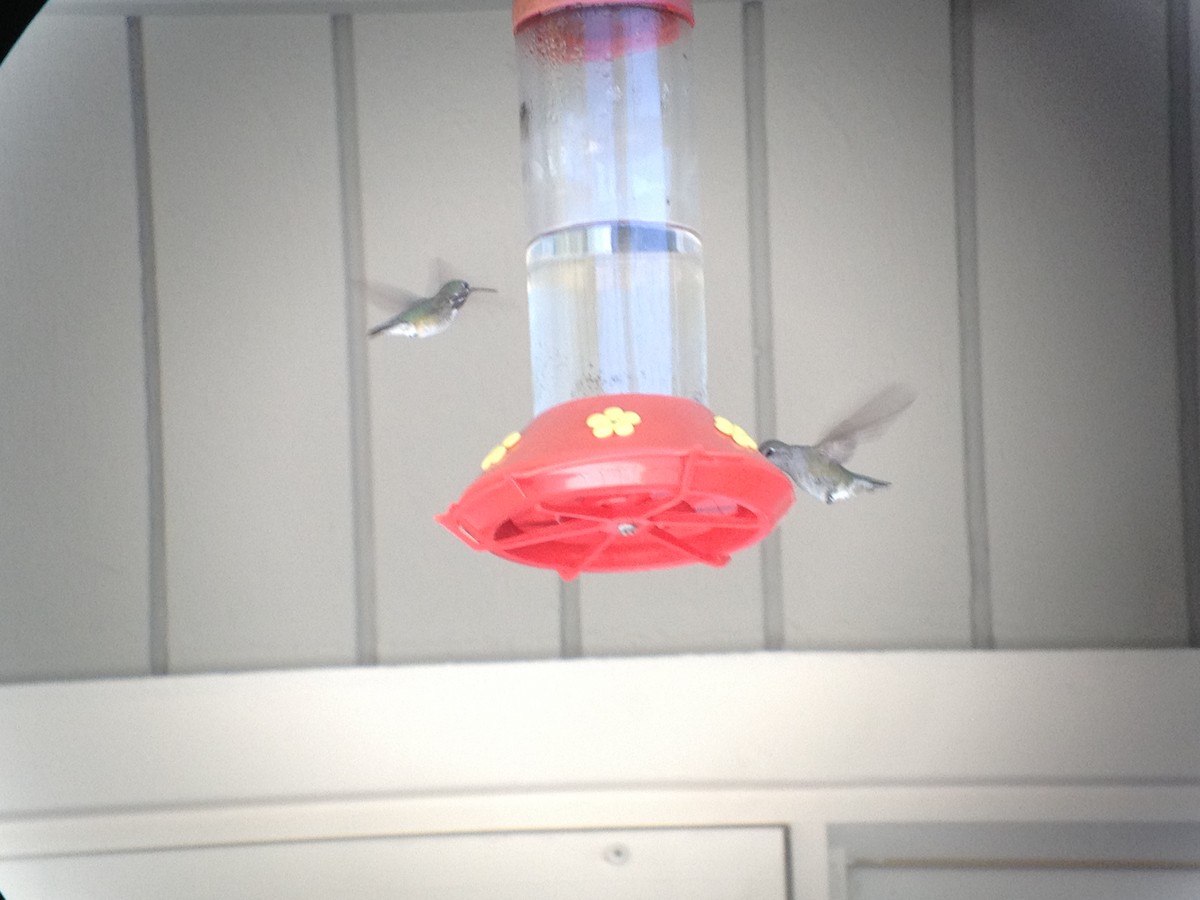 Calliope Hummingbird - ML620130943