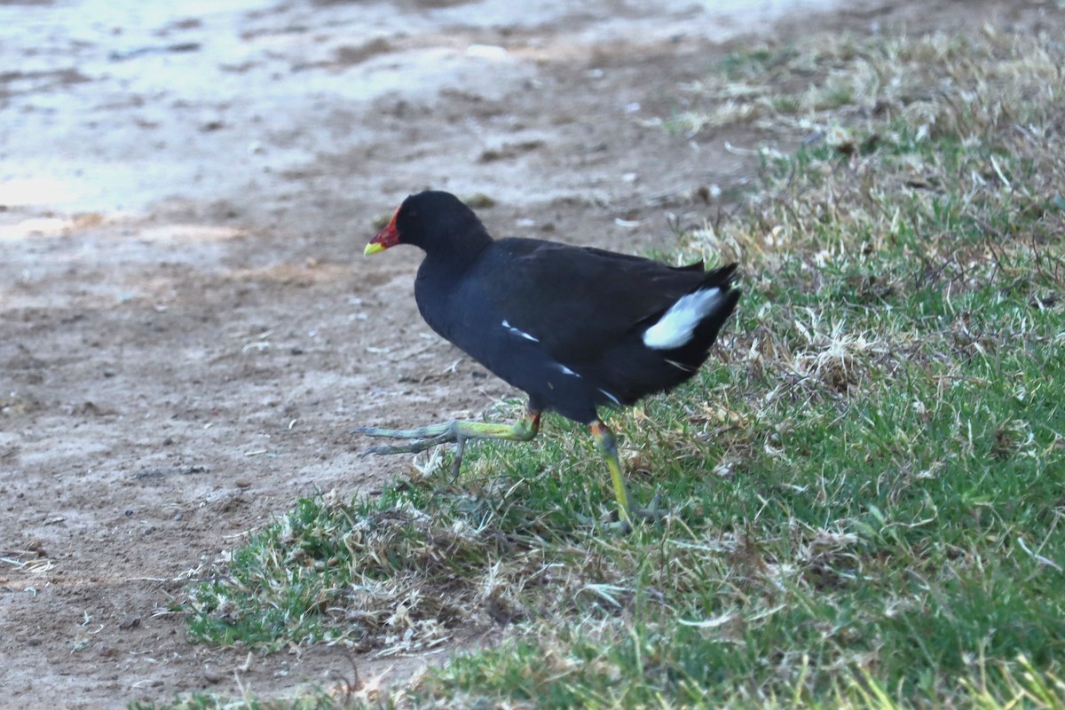 Gallinule poule-d'eau - ML620130944