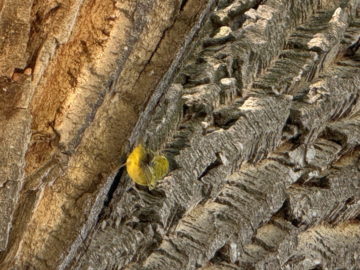 Yellow Warbler - ML620130946
