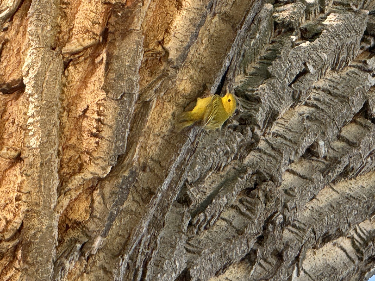 Yellow Warbler - ML620130948