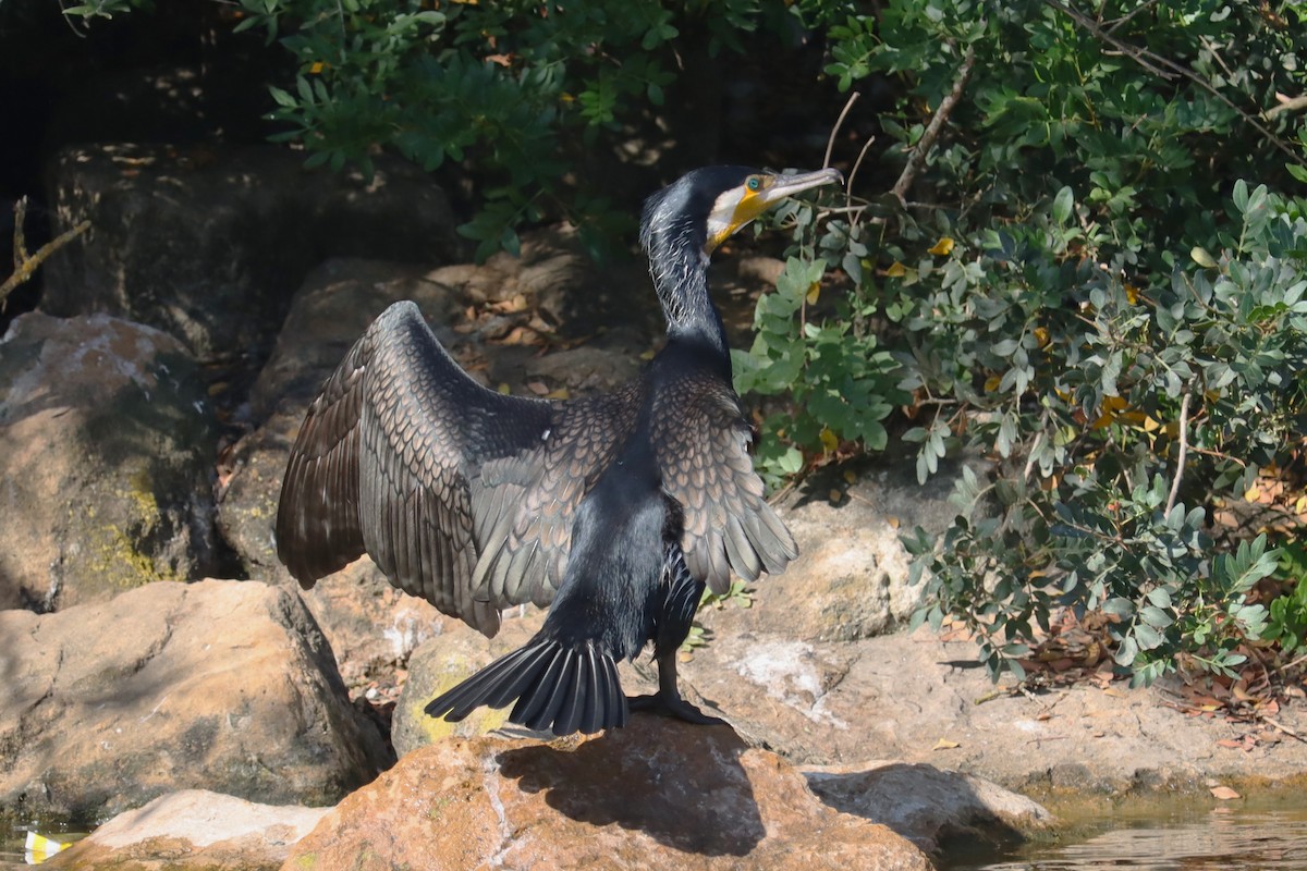 Grand Cormoran - ML620130950