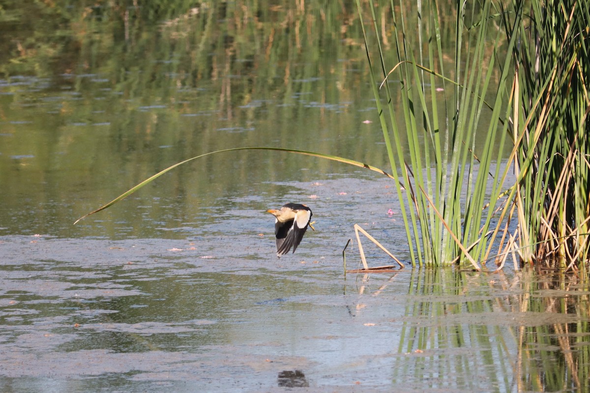 Little Bittern - ML620130951