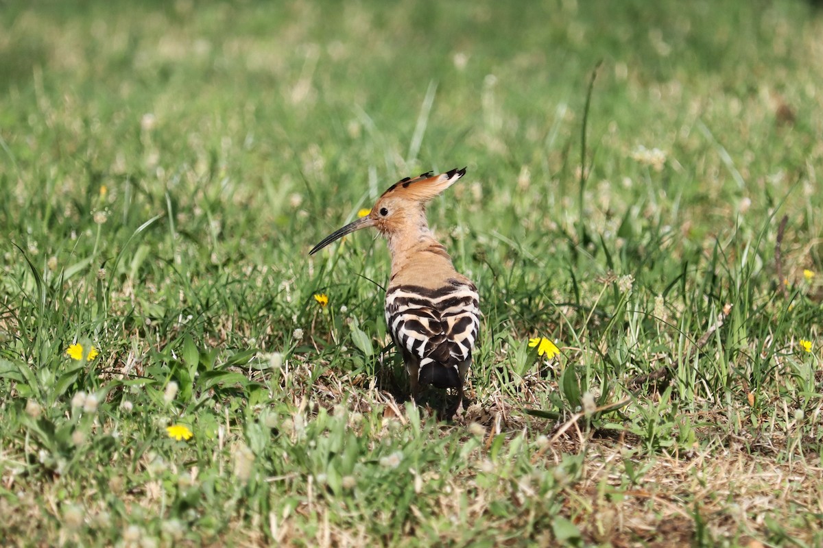 Eurasian Hoopoe - ML620130952