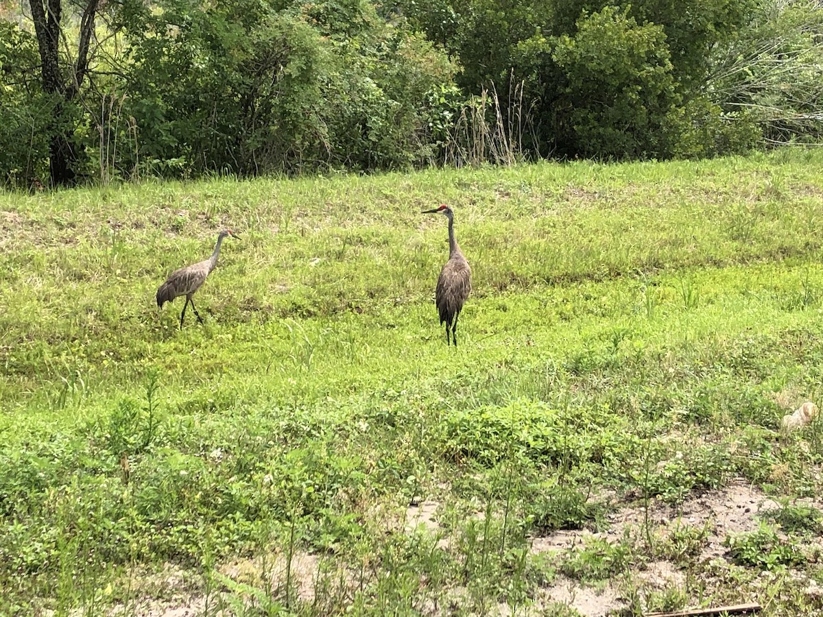 Sandhill Crane - ML620130953