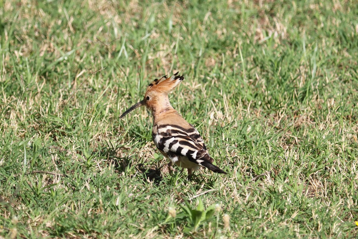 Eurasian Hoopoe - ML620130954