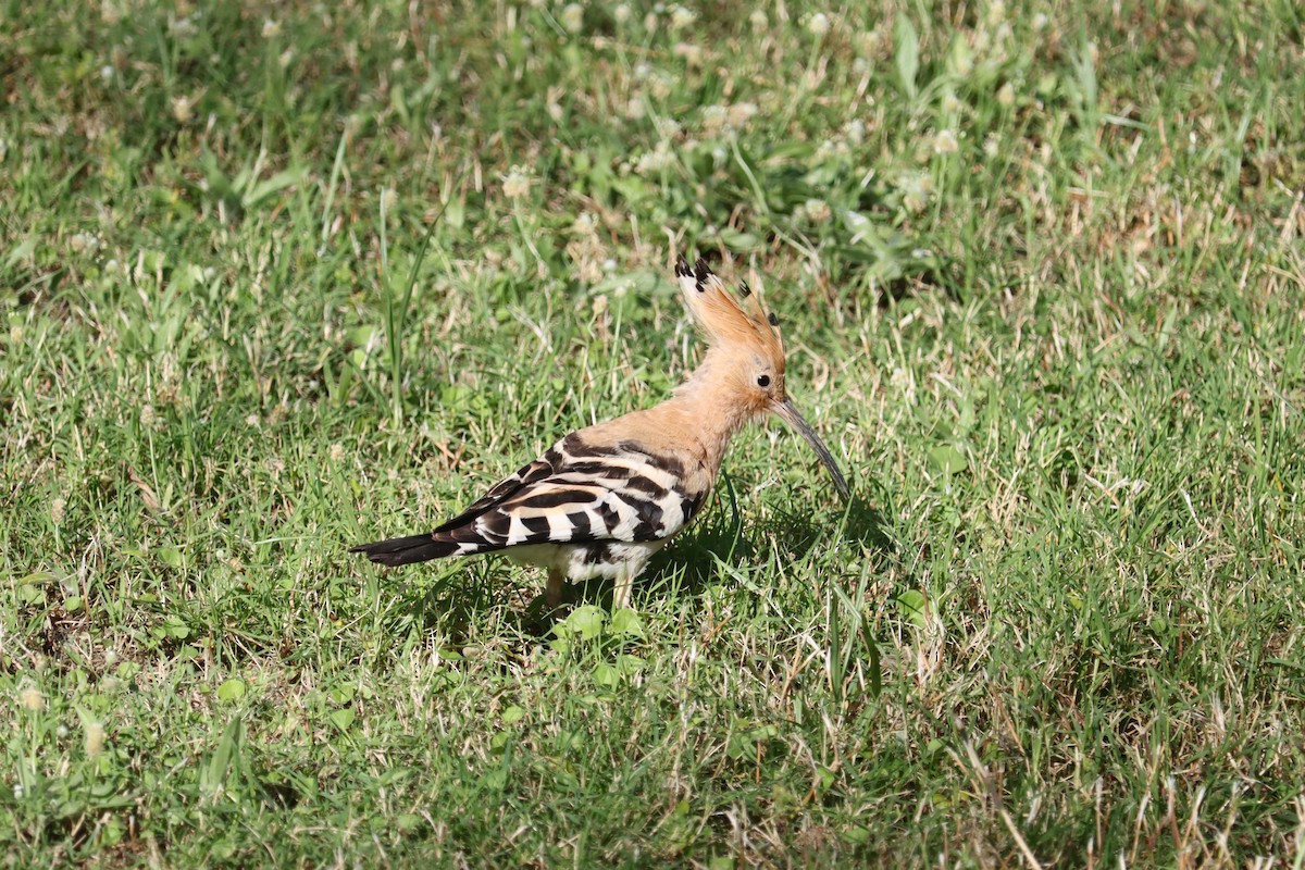 Eurasian Hoopoe - ML620130955