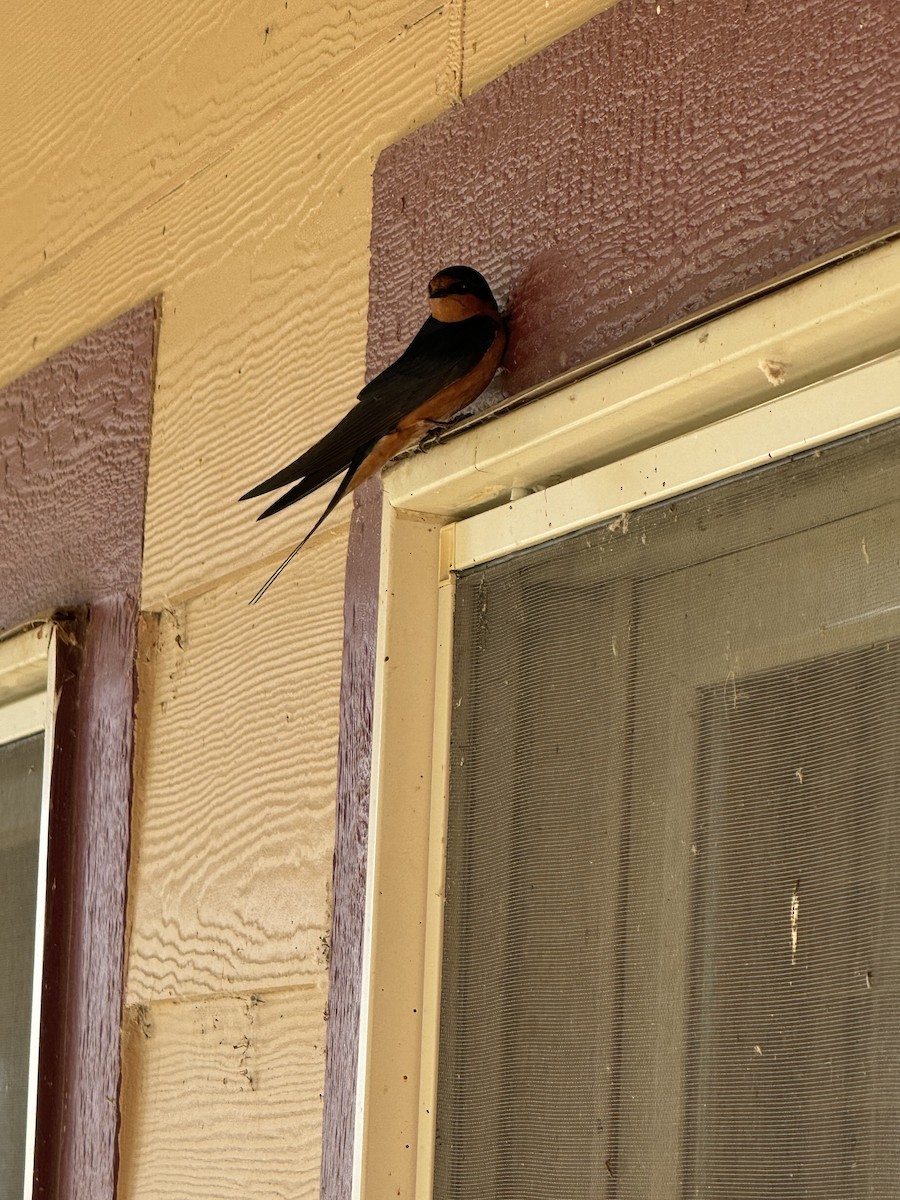 Barn Swallow - ML620130959