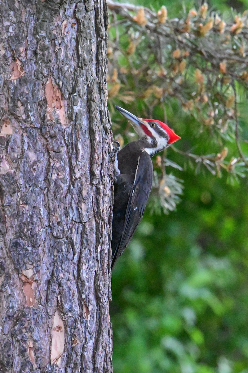 Pileated Woodpecker - ML620130968
