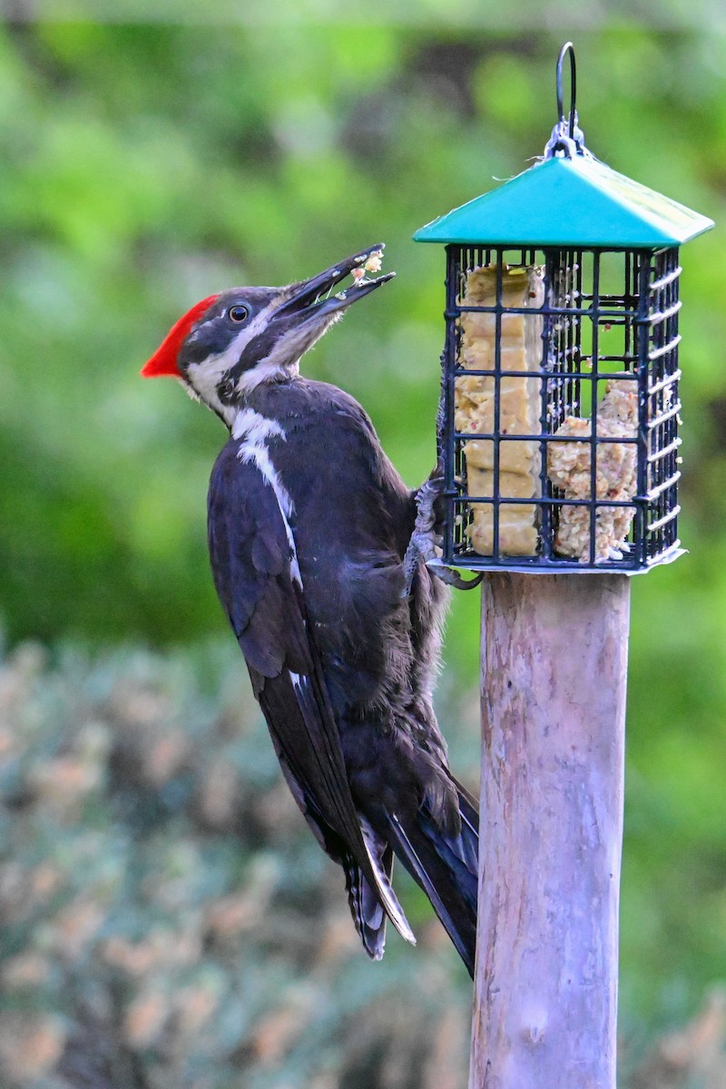 Pileated Woodpecker - ML620130969