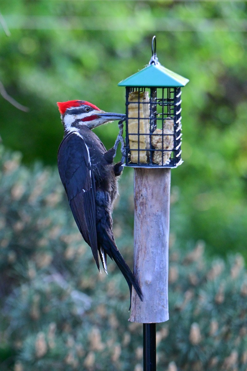 Pileated Woodpecker - ML620130970