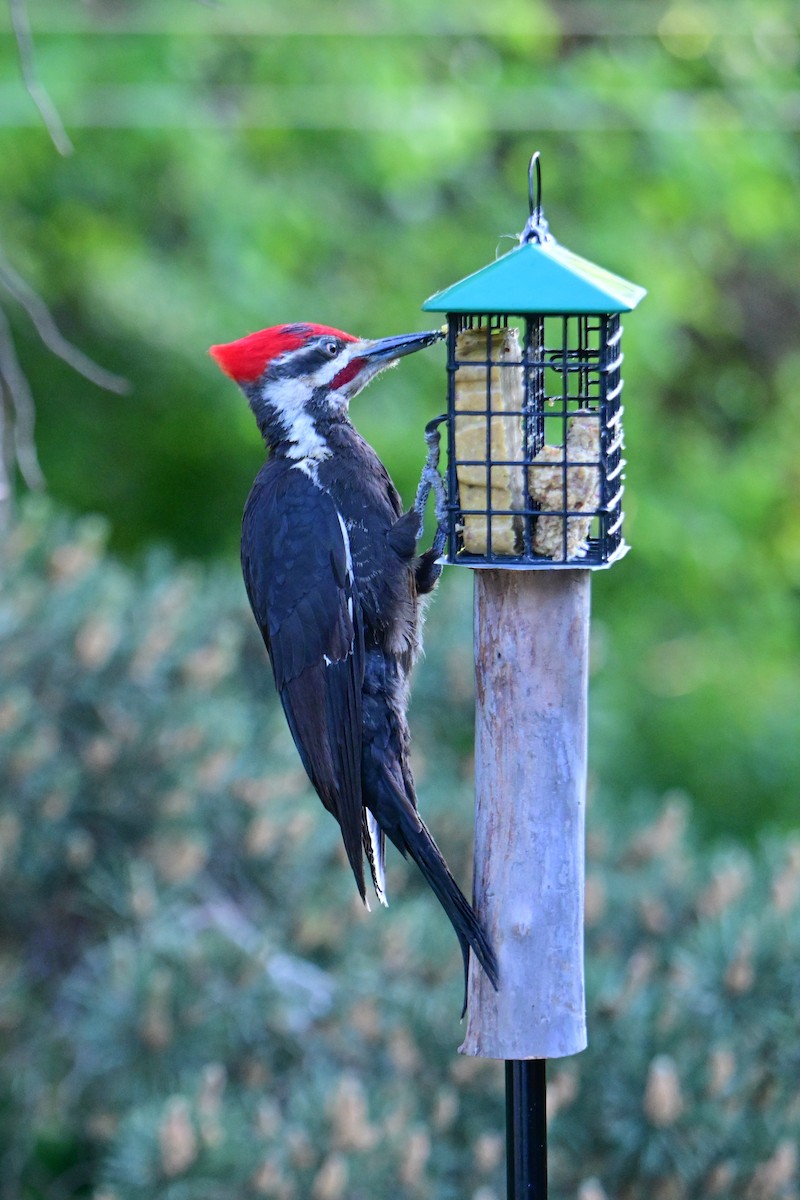 Pileated Woodpecker - ML620130971