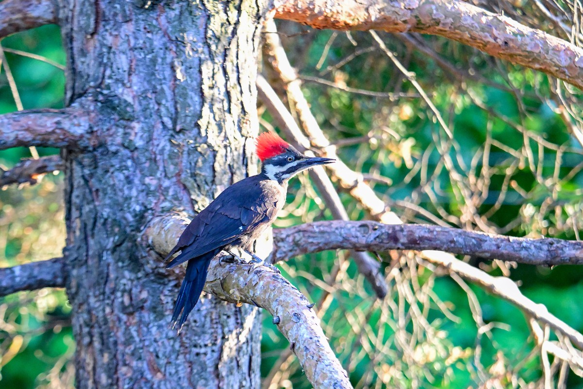 Pileated Woodpecker - ML620130972