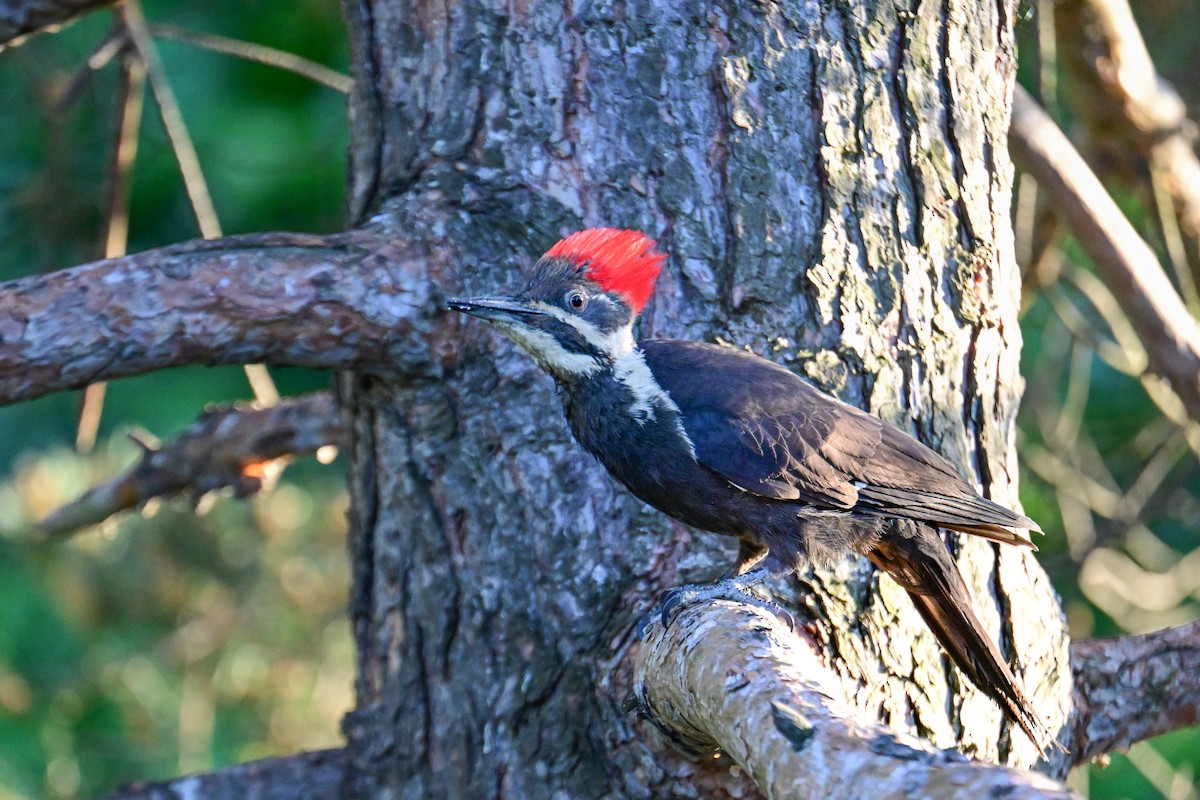 Pileated Woodpecker - ML620130974