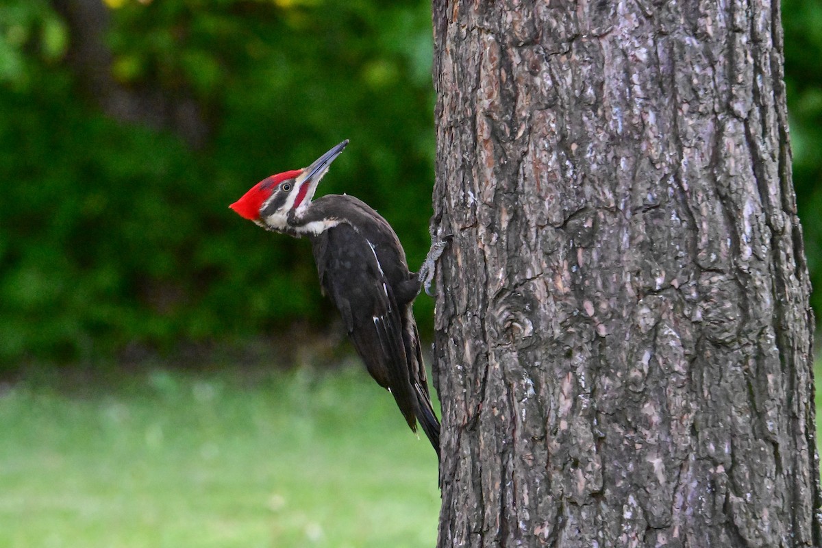 Pileated Woodpecker - ML620130975