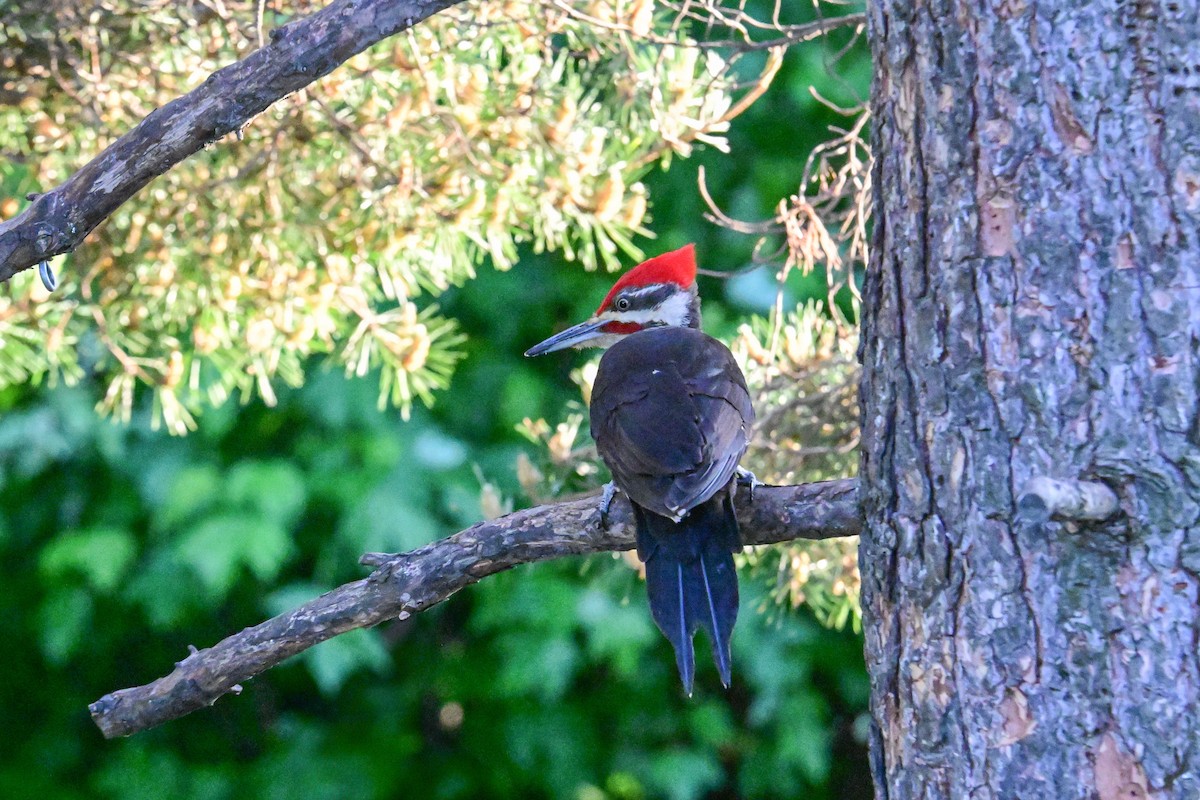 Pileated Woodpecker - ML620130976