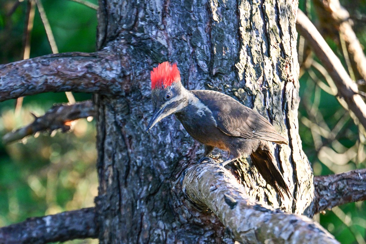 Pileated Woodpecker - ML620130977