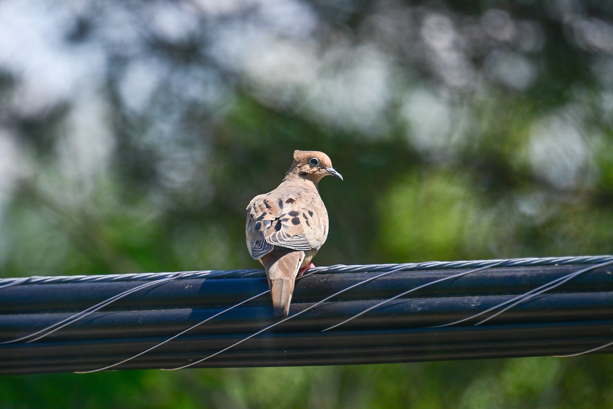 Mourning Dove - ML620130978