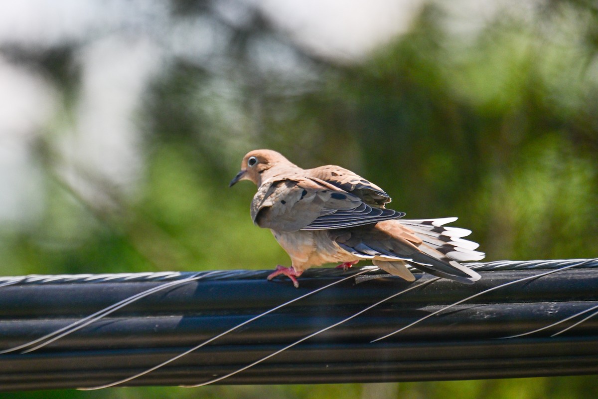 Mourning Dove - ML620130980