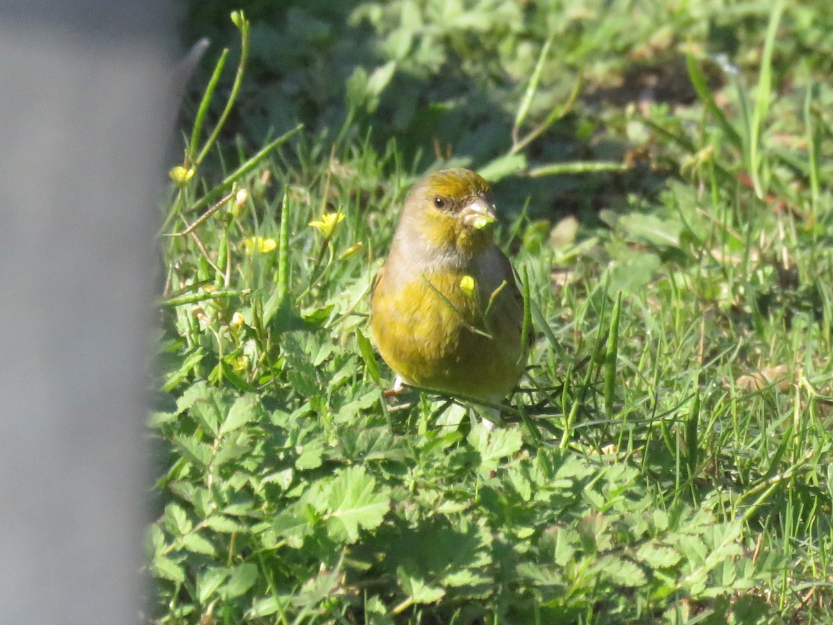 Cape Canary - ML620130987