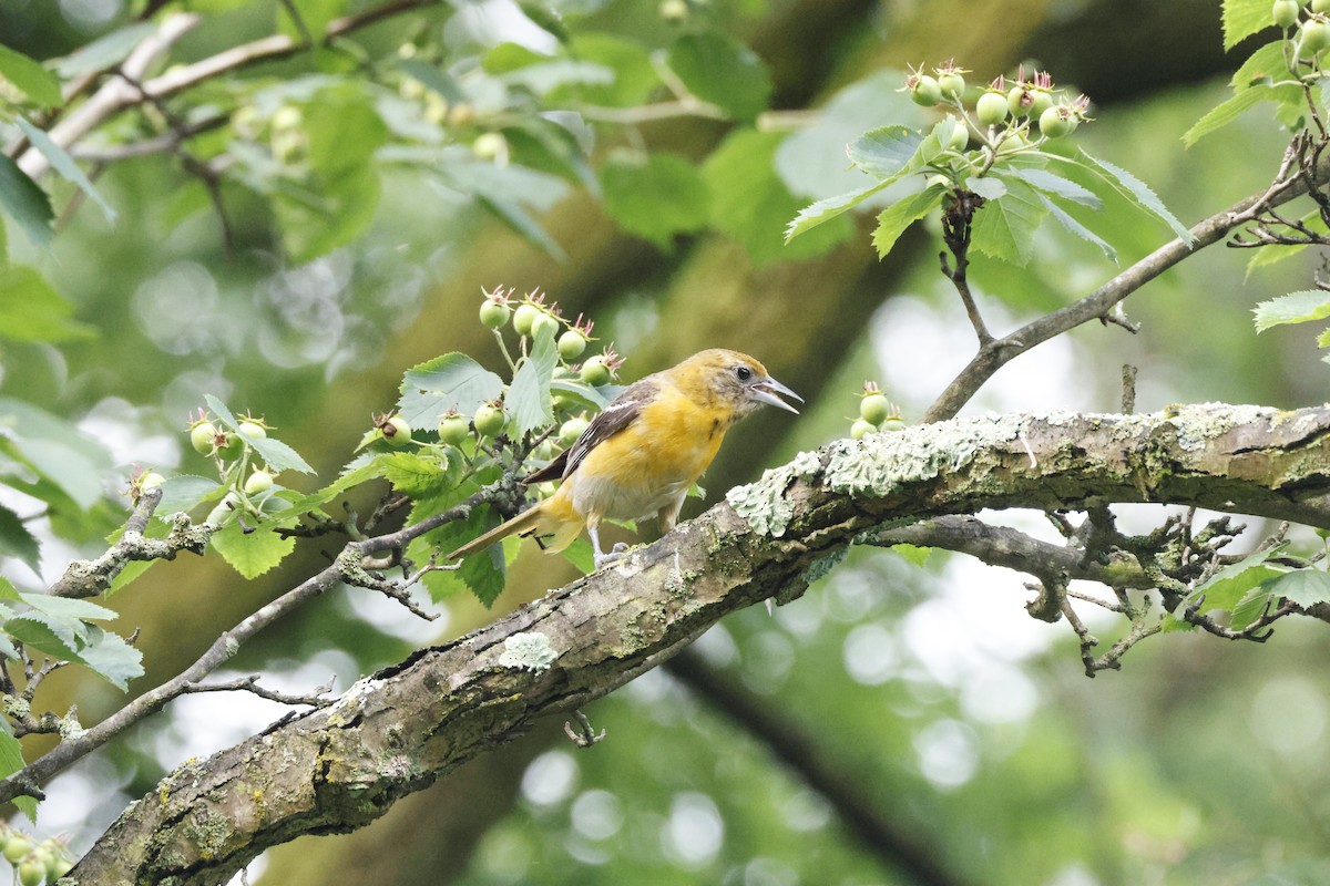 Oriole de Baltimore - ML620130993