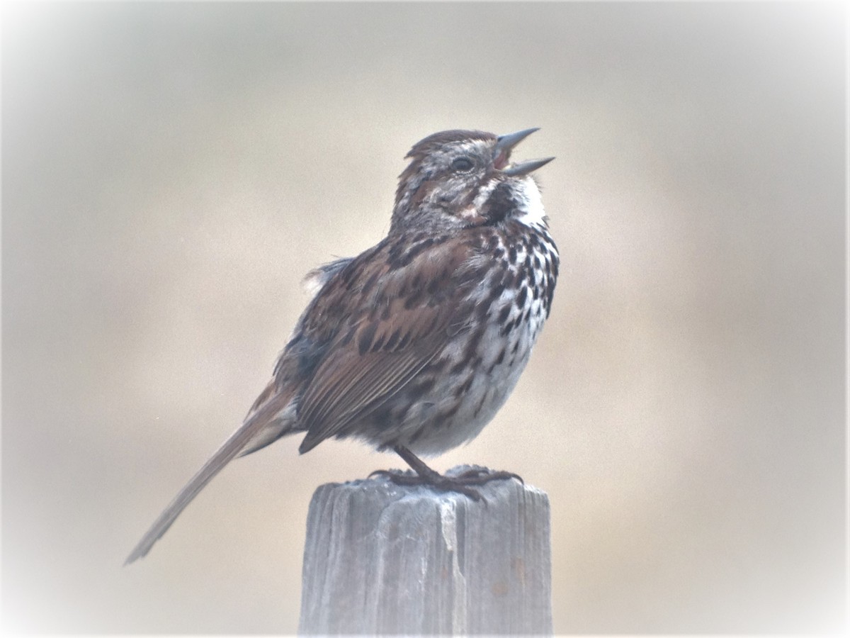 Song Sparrow - ML620130995