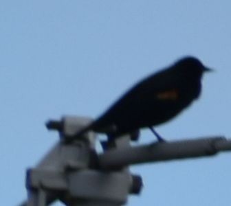 Red-winged Blackbird - ML620131015