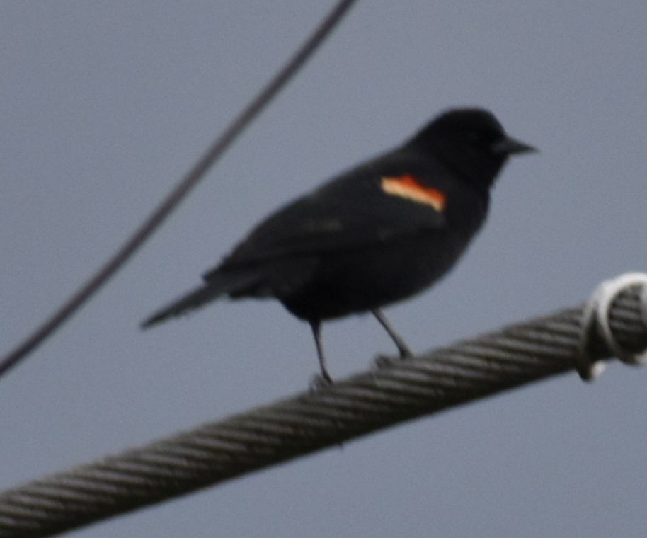 Red-winged Blackbird - ML620131016