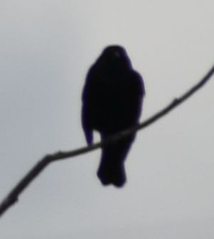Red-winged Blackbird - ML620131017