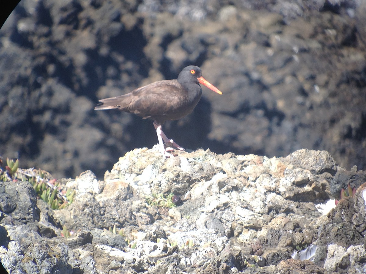 Black Oystercatcher - ML620131019