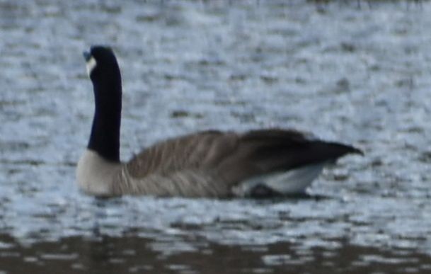 Canada Goose - ML620131023