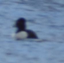 Ring-necked Duck - ML620131026