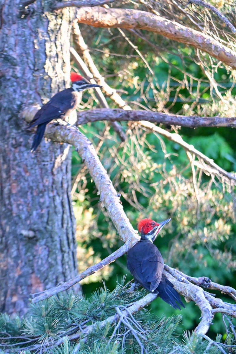 Pileated Woodpecker - ML620131027