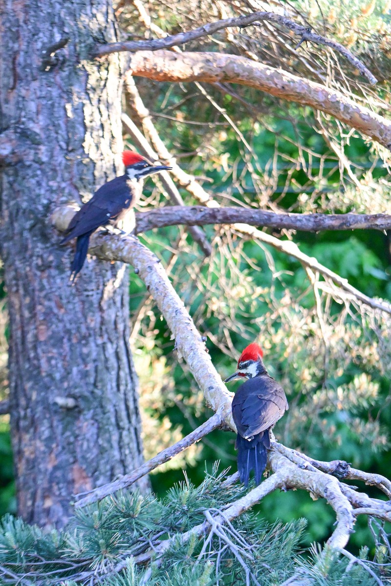 Pileated Woodpecker - ML620131028