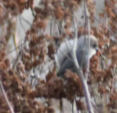 Bushtit - ML620131042