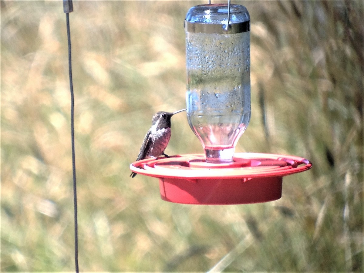 Anna's Hummingbird - ML620131045